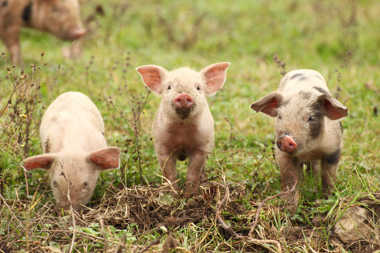 pigs