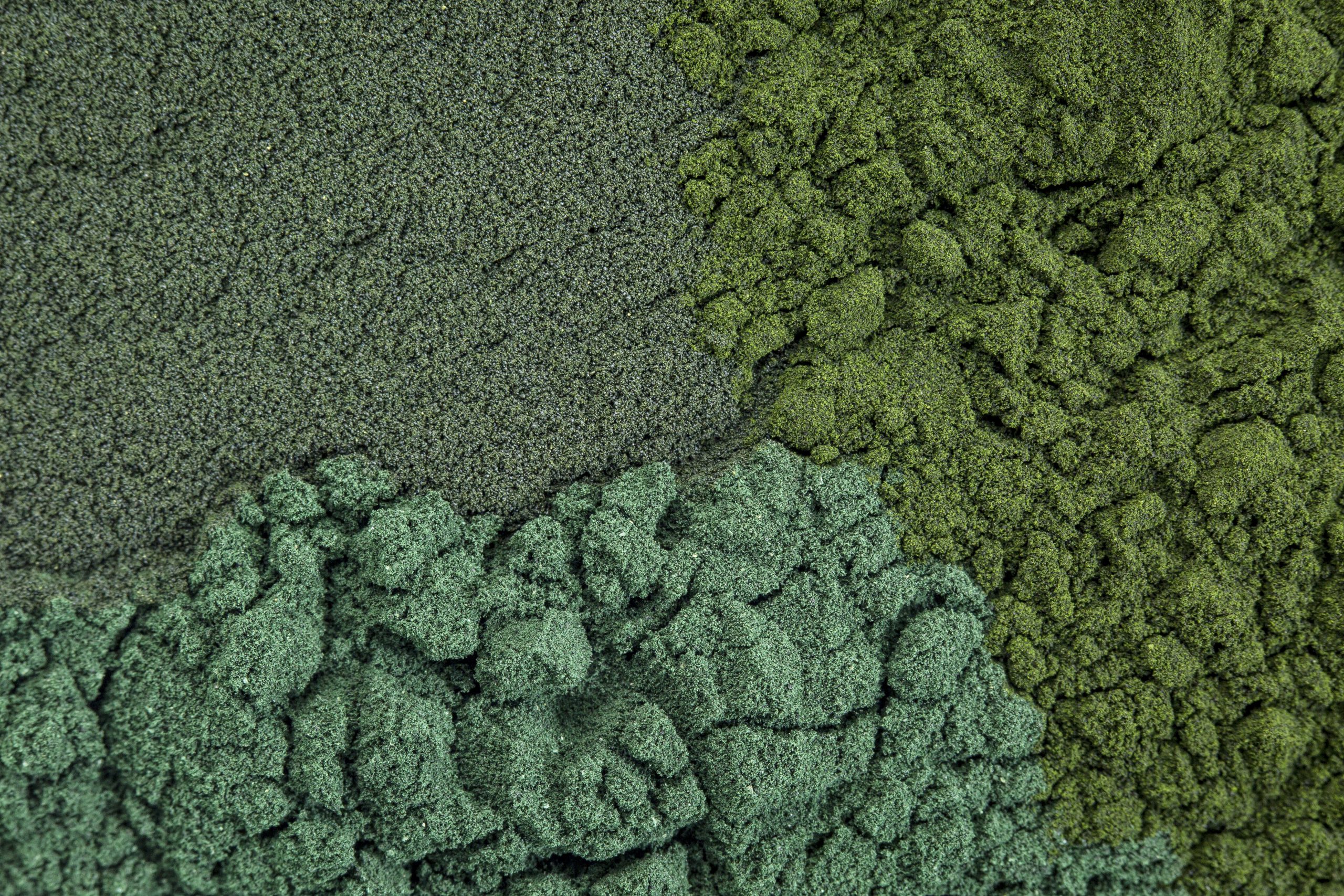 microalgae powder